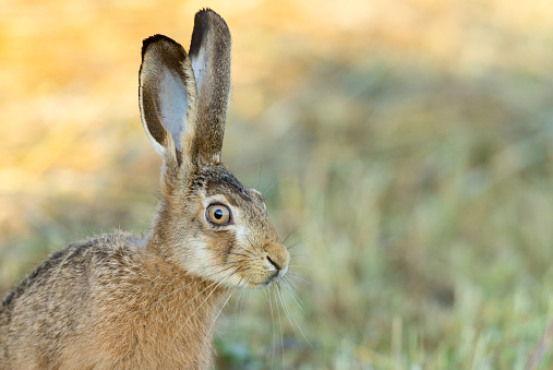 Close shot of an european hare (Lepus europaeus).