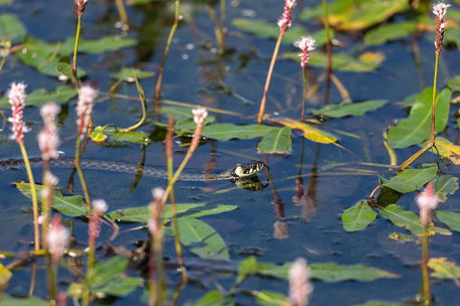 Beautiful grass snake (Natrix natrix) swimming in a pond with flowering aquatic plants.