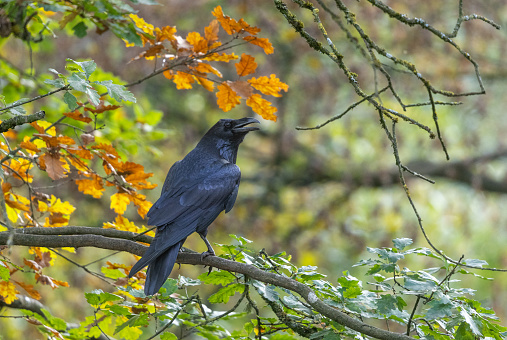 Calling common raven (Corvus corax) perching on an oak tree in a forest.