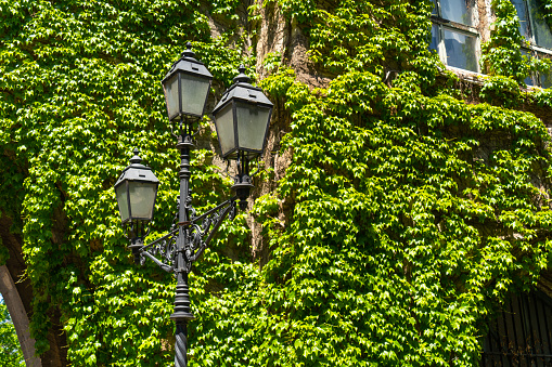 old, fashioned, classic, street, lamps, green, ivy, wall, Budapest