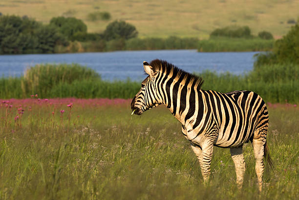 Zebra against a colorful background stock photo