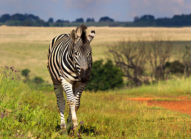 Beautiful Zebra incoming stock photo