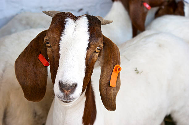 Boer Goat A curious Boer goat looks at the camera. goat pen stock pictures, royalty-free photos & images