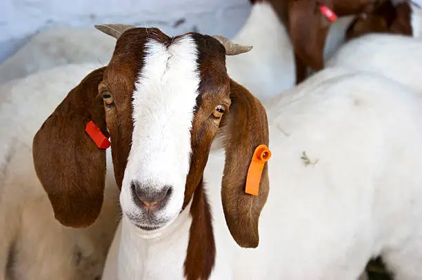 A curious Boer goat looks at the camera.