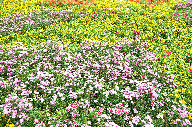 Colorful parterre stock photo