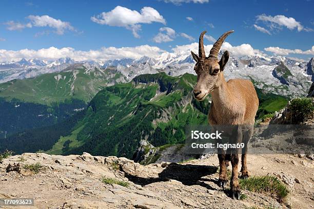 Photo libre de droit de Bouquetin banque d'images et plus d'images libres de droit de Alpes européennes - Alpes européennes, Animaux à l'état sauvage, Artiodactyle