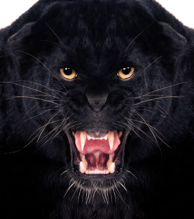 Direct frontal shot of a Black Leopard snarling with isolated background,