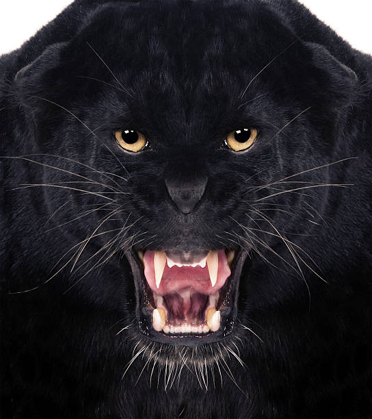 Black Leopard Direct frontal shot of a Black Leopard snarling with isolated background, jaguar cat photos stock pictures, royalty-free photos & images