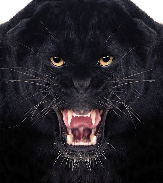 Black Leopard Direct frontal shot of a Black Leopard snarling with isolated background, predator teeth stock pictures, royalty-free photos & images