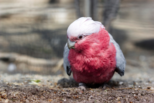 Pink and grey Galah cockatoo - a native australian bird.