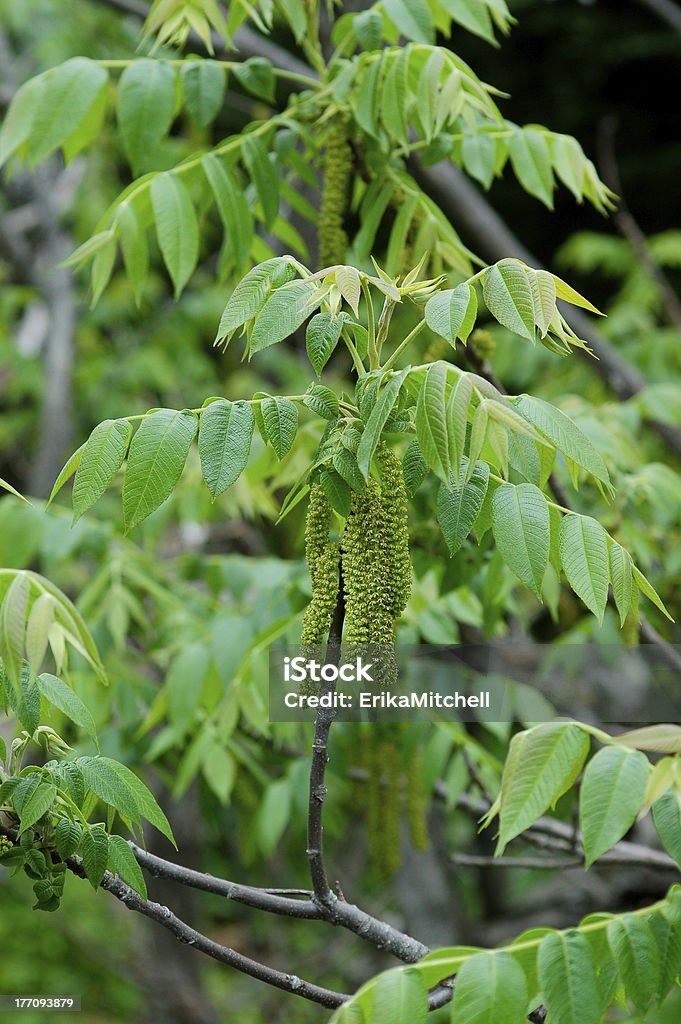Butteneu Tree Butternut Tree In Bloom Stock Photo - Download Image Now - Agriculture ...
