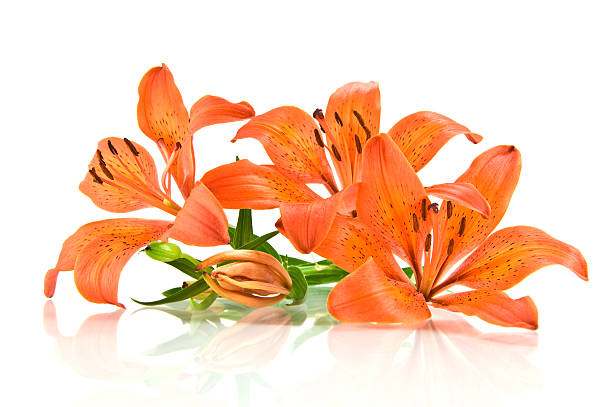 istock Orange lily isolated on white background 177094132