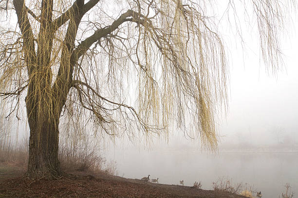 ива вавилонская с туманный озеро - willow tree weeping willow tree isolated стоковые фото и изображения