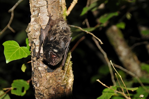 Chauve-souris Barbastelle d'Europe (Barbastellus barbastellus) accrochée à un arbre de nuit.\nEuropean Barbastelle Bat (Barbastellus barbastellus) hanging on a tree at night.
