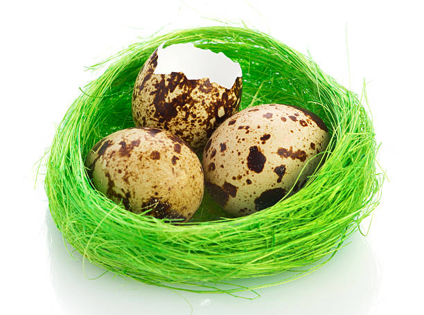 istock Nest with quail eggs over white background 177094558