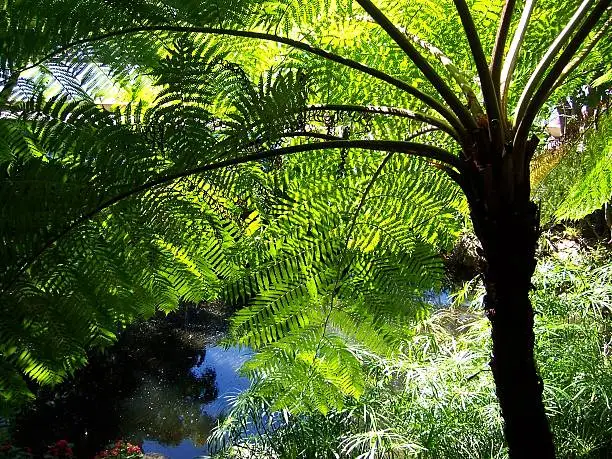 Photo of Fern Palm Tree and Jungle Plants