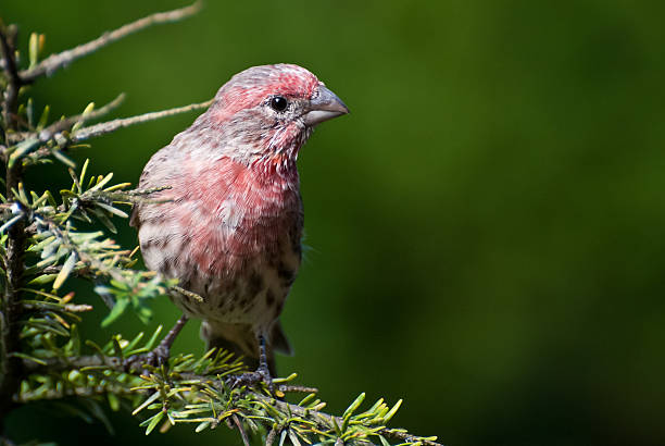 istock Male House Finch Profile 177094659