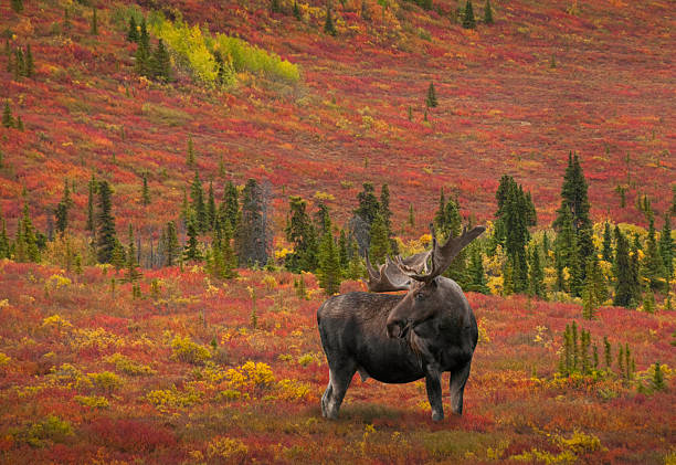 Bull Moose Fall color "Bull Moose (Alces alces) with antlers in velvet stands knee deep in the colorful tundra of  Denali National Park, Alaska." alces alces gigas stock pictures, royalty-free photos & images