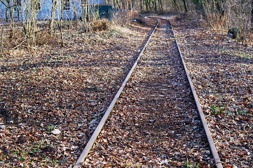 Tracks in autumn leaves
