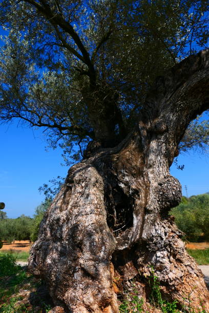 istock Thousand-year-old olive tree, Pou del Mas, La Jana, Spain 1770949299