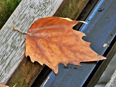 Fallen leaves