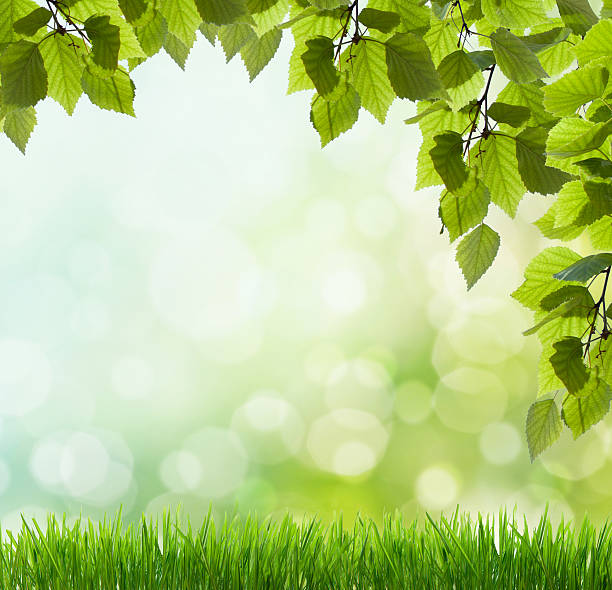 istock Sun beams and green leaves 177095027