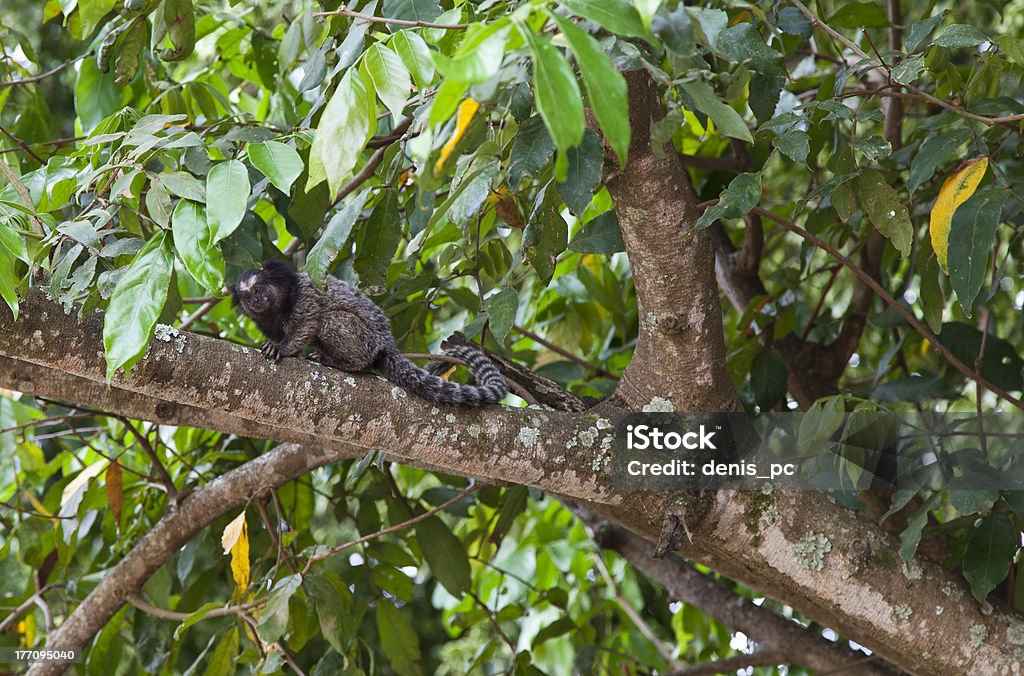 Singe brésilien - Photo de Animaux à l'état sauvage libre de droits