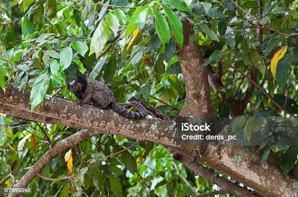 Photo libre de droit de Singe Brésilien banque d'images et plus d'images libres de droit de Animaux à l'état sauvage - Animaux à l'état sauvage, Arbre, Branche - Partie d'une plante