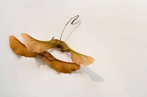 Maple seed on paper