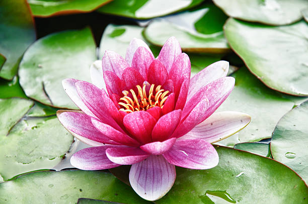 istock Waterlily (lotus) floating on pond 177095299