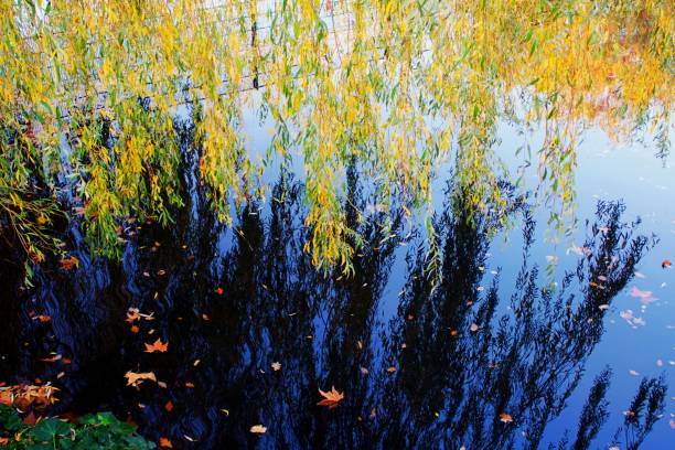 istock Autumn in a park 1770953195