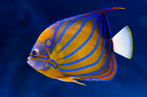 Bluering angelfish (Pomacanthus annularis) on natural blue background
