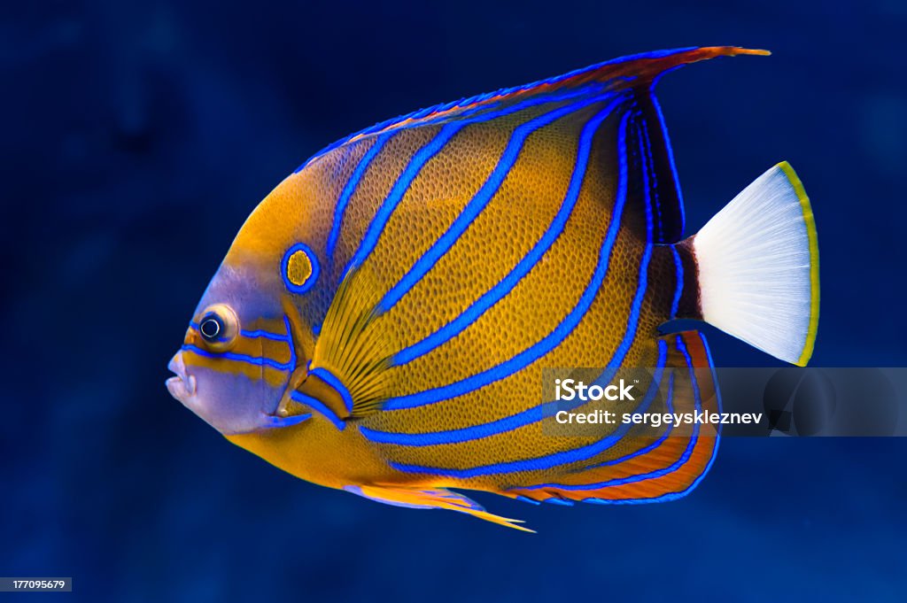 Bluering orange and blue angelfish with white tail Bluering angelfish (Pomacanthus annularis) on natural blue background Angelfish Stock Photo