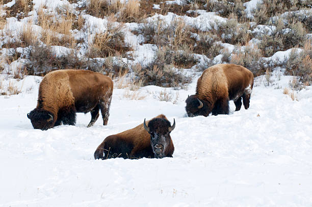 Three bison in snow Yellowstone National Park stock photo