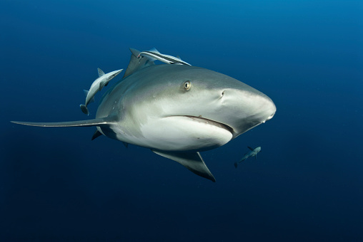 A close up on a bull shark closing in, Pinnacles, Mozambique