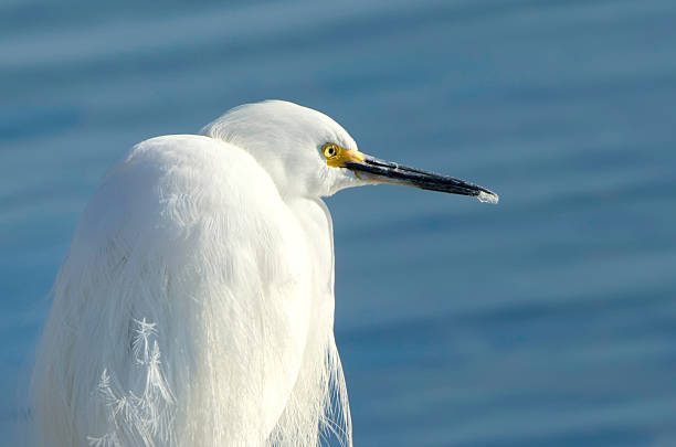 istock Close-Up Snowy Egret 177096013