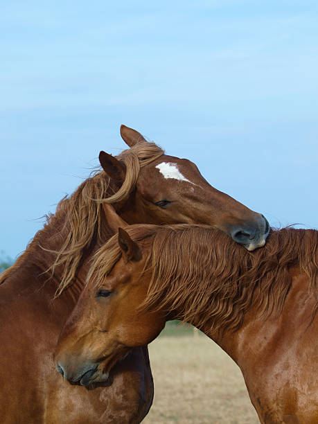 Two horses play together on a meadow