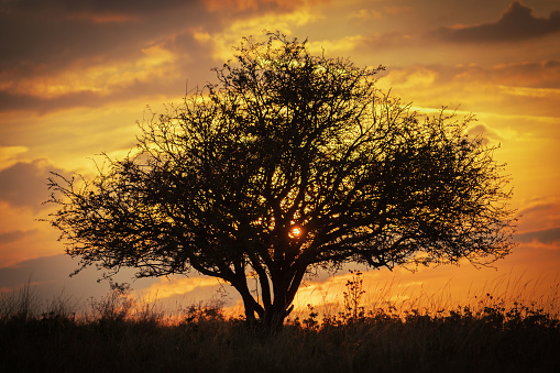 The sun peeks through the silhouette of a large, old hawthorn tree on Pewsey Downs as it sets in glowing yellows and oranges.