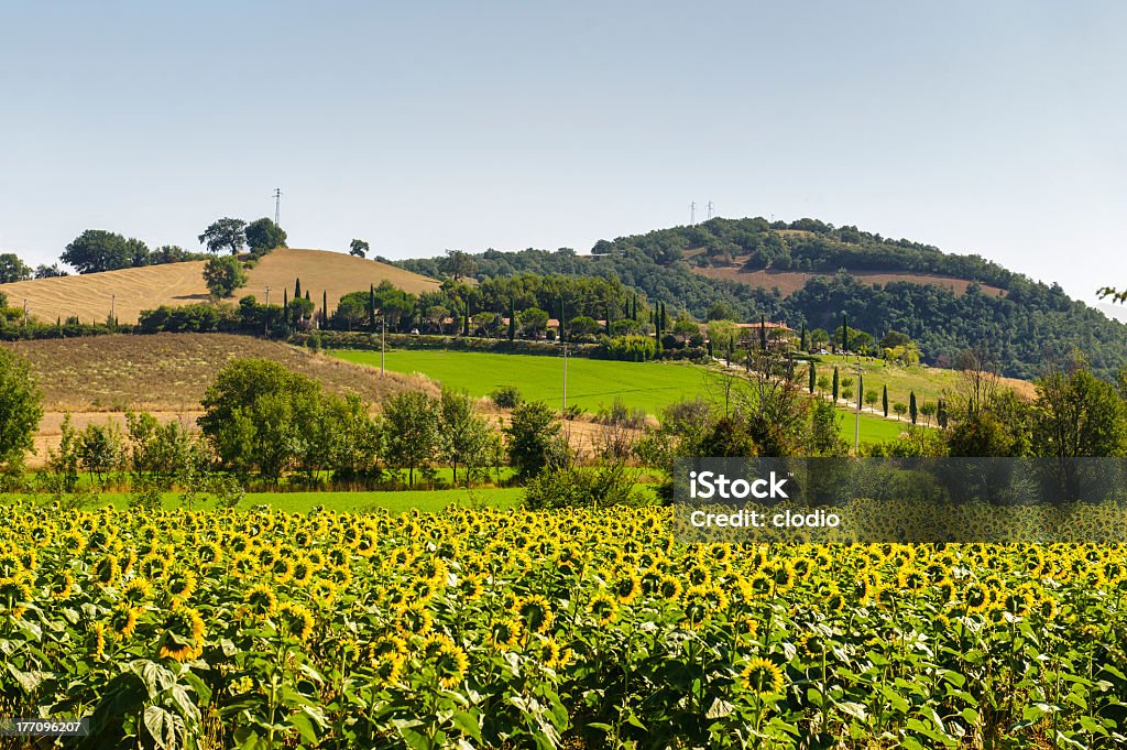 Paesaggio in Maremma (Toscana - Foto stock royalty-free di Albero