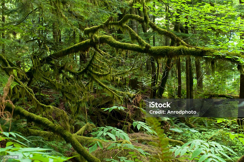 Forêt tropicale tempérée - Photo de Couleur verte libre de droits