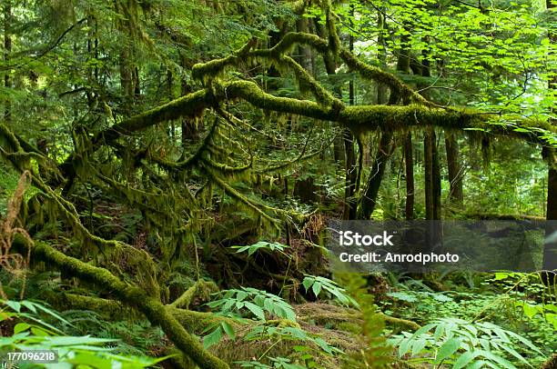 Temperada Floresta De Chuva - Fotografias de stock e mais imagens de Cor verde - Cor verde, Floresta, Folhagem viçosa