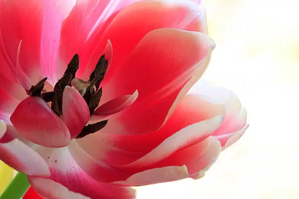 Closeup of a tulip