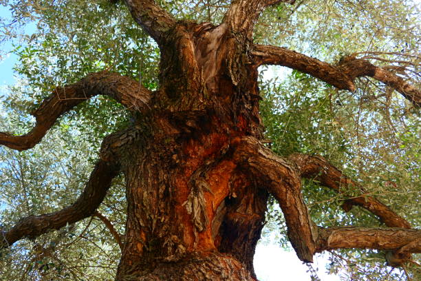 Thousand-year-old olive tree, Canet Lo Roig, Spain