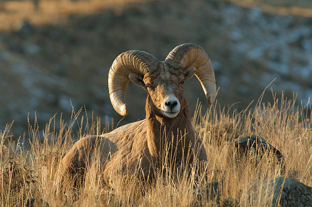 Bighorn Sheep Ram resting in evening light stock photo