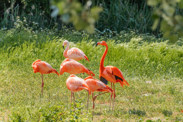 istock flamingos walking in water with green grasses background. 1770965534