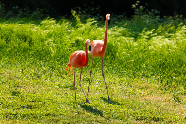 istock flamingos walking in water with green grasses background. 1770965535