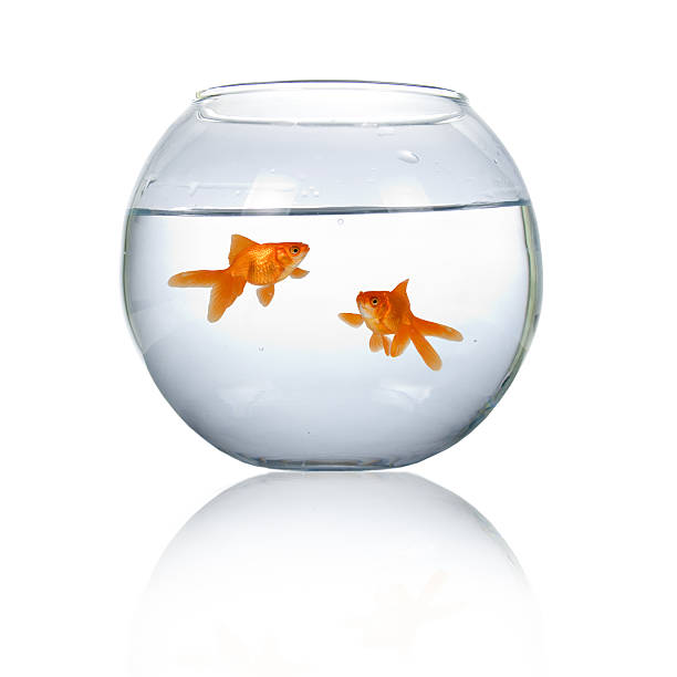 istock Two goldfish in an aquarium 177096579