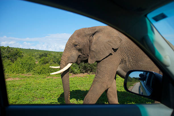 istock Elephant near car, Addo Park 177096590