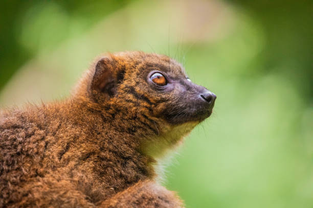 istock red-fronted brown lemur with long beautiful tail 1770967649