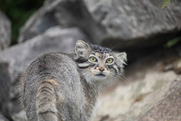 istock Pallas's cat Manul Otocolobus manul cute wild cat 1770969310